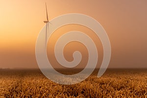 Misty sunrise in summer time with wheat fields crop and eolian mill