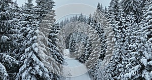 Misty Sunset on the Snowy Mountains aerial drone point of view Forests cross country paths in pine trees winter with