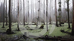 Misty swamp in the forest photo