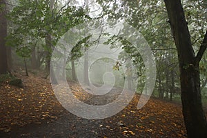 Misty trail in the forest