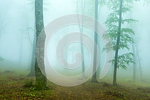 Misty trail into the forest in a rainy morning