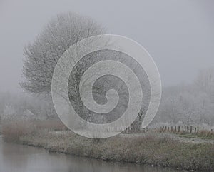 Misty tree by the canal