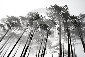 Misty Trees photo