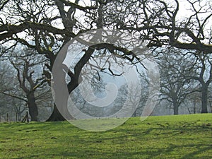 Misty Trees in Winter