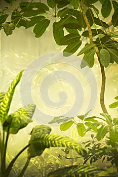 Misty Tropical Jungle Background Scene