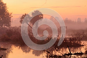 Misty tropical sunrise