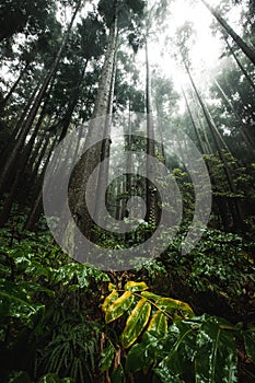 Misty wet rainforest with dominant tree