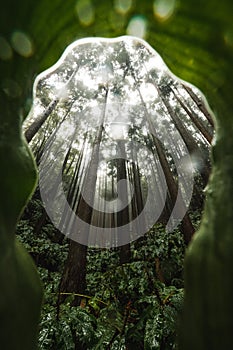 Misty wet rainforest with dominant tree