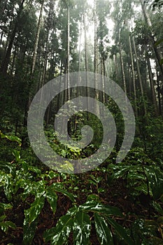 Misty wet rainforest with dominant tree