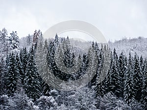Misty winter Carpathian Mountains view fog landscape. Snowy spruce pine forest in Carpathians. Fir trees with white snow