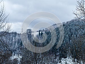 Misty winter Carpathian Mountains view fog landscape. Snowy spruce pine forest in Carpathians. Fir trees with white snow