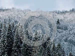 Misty winter Carpathian Mountains view fog landscape. Snowy spruce pine forest in Carpathians. Fir trees with white snow