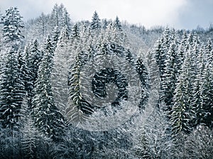 Misty winter Carpathian Mountains view fog landscape. Snowy spruce pine forest in Carpathians. Fir trees with white snow