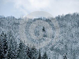 Misty winter Carpathian Mountains view fog landscape. Snowy spruce pine forest in Carpathians. Fir trees with white snow