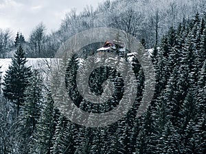 Misty winter Carpathian Mountains view fog landscape. Snowy spruce pine forest in Carpathians. Fir trees with white snow