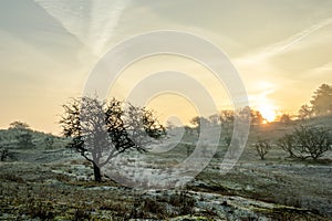 Misty winter dune landscape at sunrise