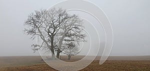 Misty winter landscape with barren trees