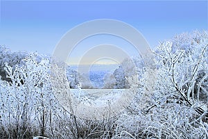 Misty winter landscape with trees, field and frozen plants