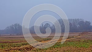 Misty winter marsh landscape in the Flemish countryside.