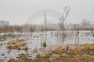 Misty winter marsh landscape in the flemish countryside