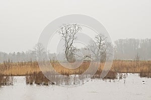 Misty winter marsh landscape in the flemish countryside