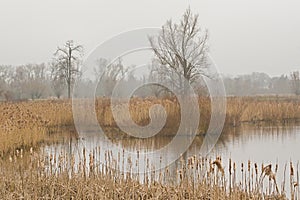Misty winter marsh landscape in the flemish countryside