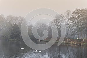 A misty winter morning in the park