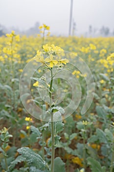 Misty winter morning rains on mustard flowers