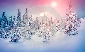 Misty winter scene in the snowy mountain forest