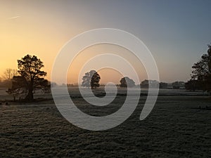 Misty winter sunrise with old trees and sheep (5)