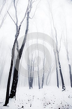 Misty winter woods