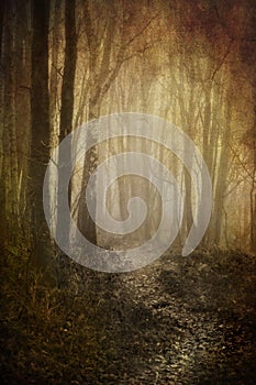 Misty woodland path photo