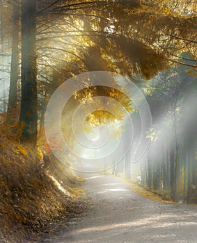 Misty Woodland Walk, with sun rays through beautiful Pine Trees, Cardinham Woods, Cornwall