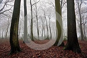 Misty woods in winter