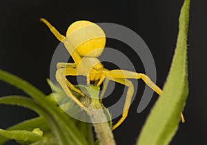 Misumena vatia