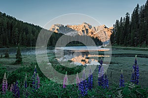 Misurina lake or Lago di Misurina in Dolomiti mountains with reflection and lupines at sunrise. Alpine lake photo