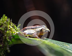 Mitchells Reed Frog photo