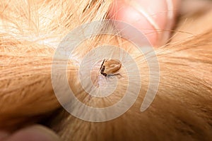 The mite bites a reddish