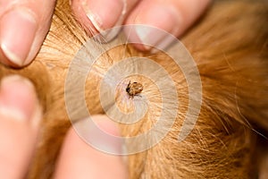 Ticks dog breed red spaniel breed