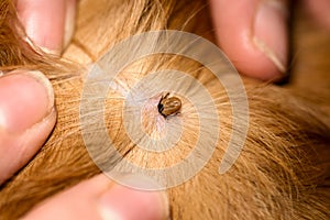 Ticks dog breed red spaniel breed