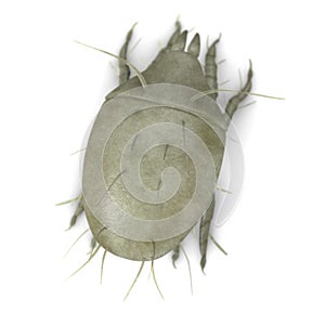 Mite bug - microscopic blurry view