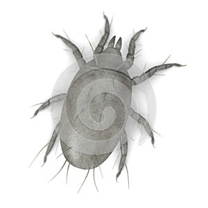 Mite bug - microscopic view