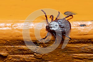 Mite crawling on a painted orange wooden surface macro