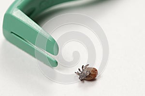 Mite and extractor tool