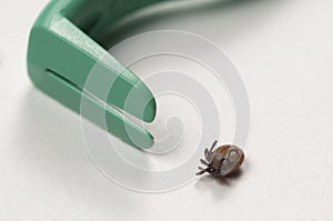 Mite and extractor tool