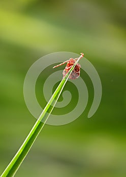 Mite on grass blade