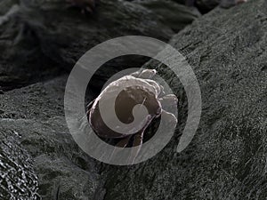 Mite illustration