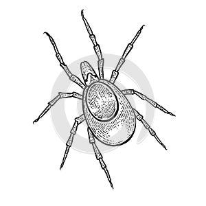 Mite insect sketch engraving vector illustration