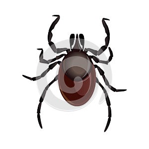 Mite parasites. Tick parasite. Acarus. Acarid vector illustration isolated on white background. Mite spider. Mite