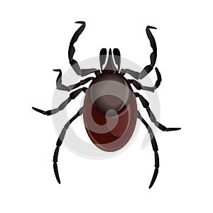 Mite parasites. Tick parasite. Acarus. Acarid vector illustration isolated on white background. Mite spider. Mite photo